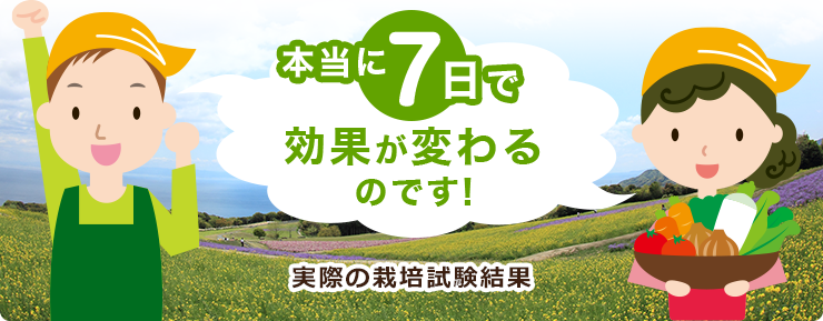 本当に7日で効果が変わるのです！実際の栽培試験結果